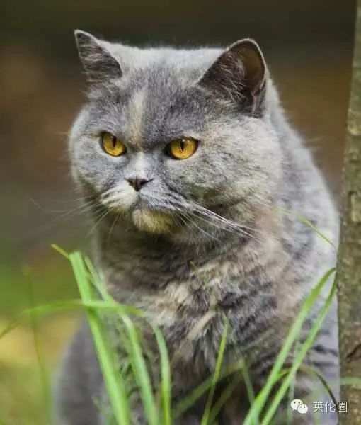 12個品種的英倫貓，哪隻最戳中你的萌點？ 寵物 第12張