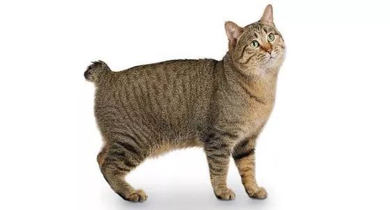 12個品種的英倫貓，哪隻最戳中你的萌點？ 寵物 第3張