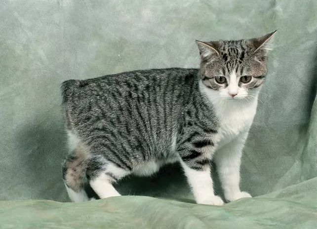 12個品種的英倫貓，哪隻最戳中你的萌點？ 寵物 第8張