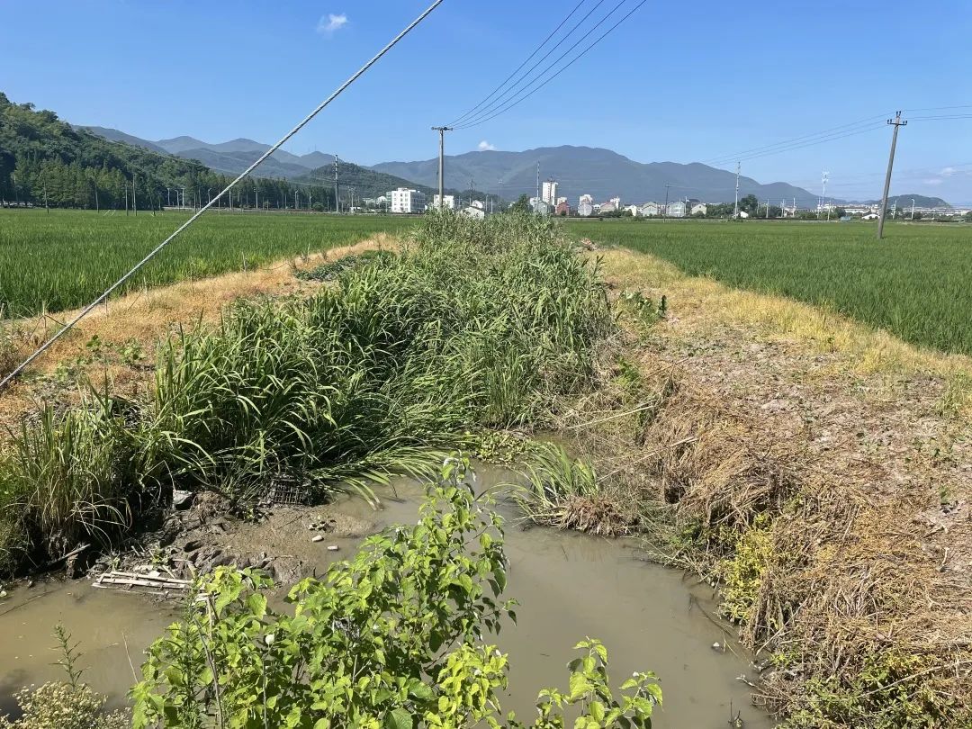 解渴有良方象山县农业农村局多举措全力抗旱保丰收