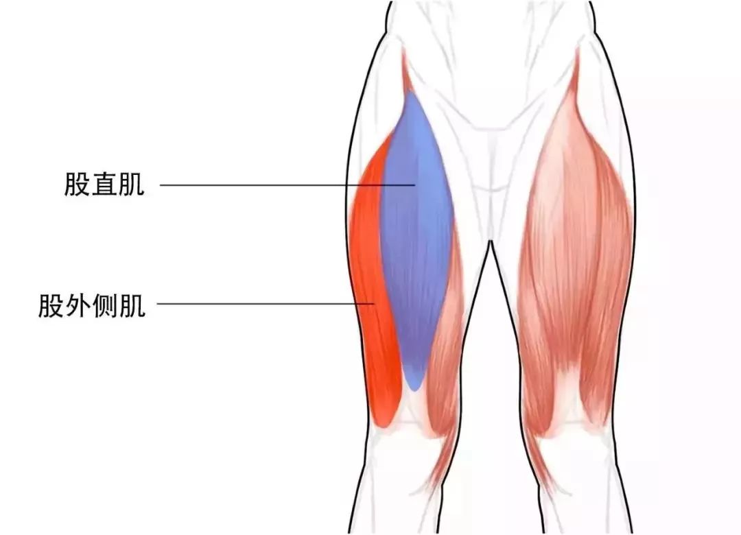 健身常識 |大腿顯粗？很可能是骨頭的原因哦！ 運動 第6張