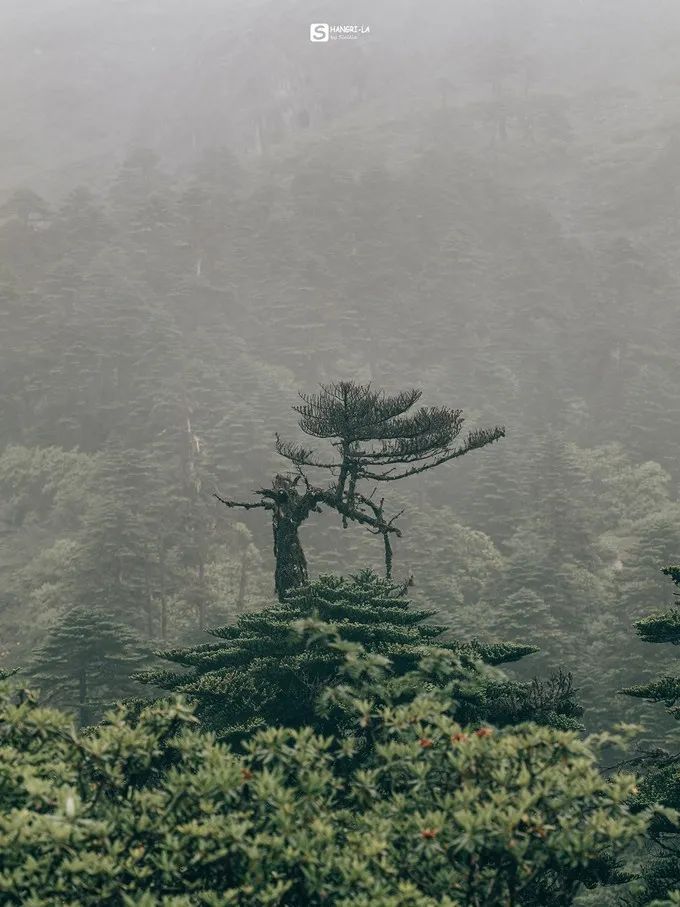 巴拉格宗，香格里拉的秘境 旅遊 第77張