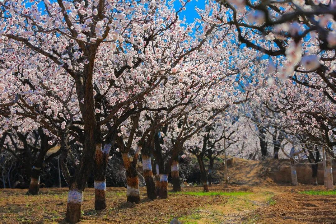 情願花光所有的運氣若能在杏花樹下遇見你一陣微風拂過,便有點點杏花