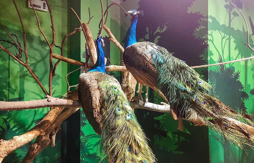 38元抢购三河鹿岛公园门票，和萌宠来一次亲密接