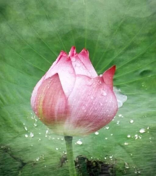 上古混沌决_上古混沌十大神枪_上古混沌古神