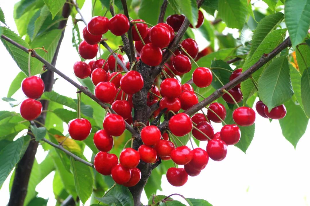 大樱桃是山东省安丘市庵上镇的特产,其个大,色艳,味美.