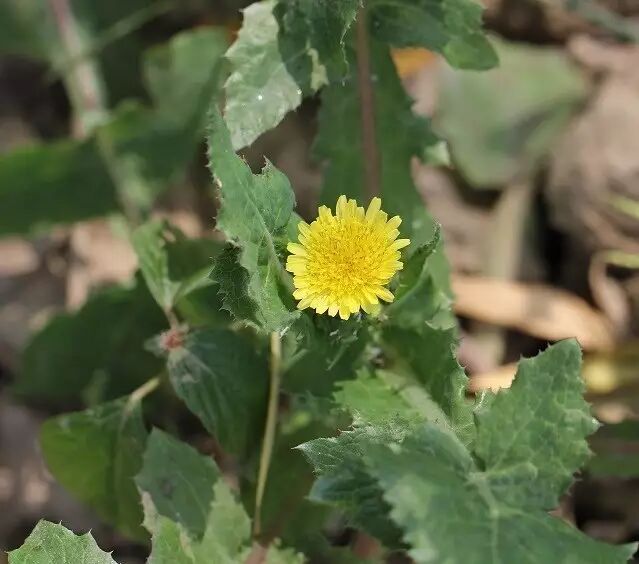 苦苣菜苦荬菜如何区分它们?