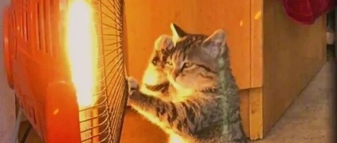 猫：你家已经被我盯上了