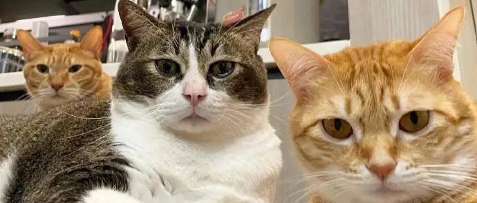 这是猫该有的姿势吗