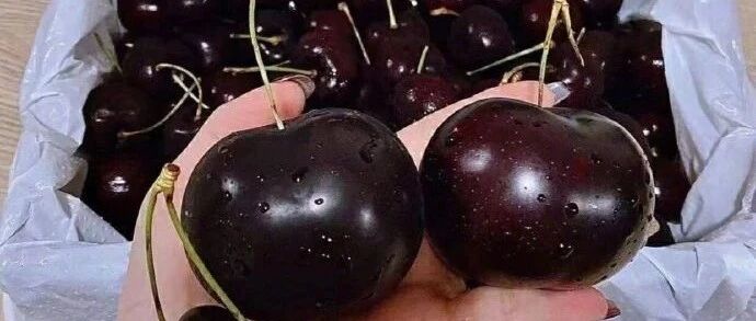 章子怡：老公明天要发歌，有没有人跟我一样兴奋