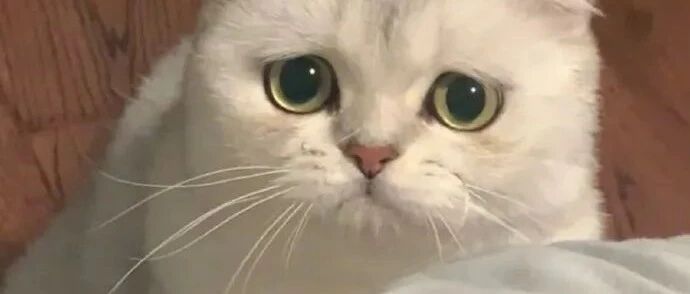 快来看看组团爬树的猫咪~