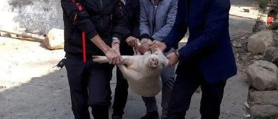 近几日塌房粉丝们的现状