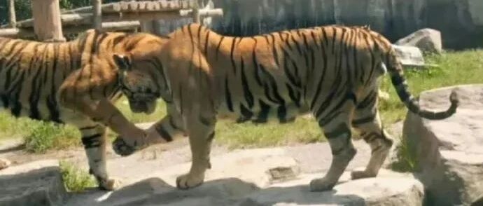 我妈给狗子申请了个微信，天天在群里为所欲为~