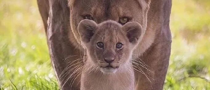 ​朱朝阳同学的前世今生