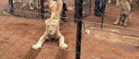 上班第一天就翻车了