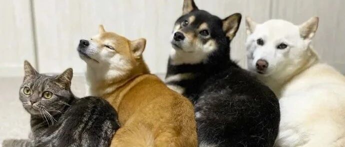 没想到面试也能玩梗