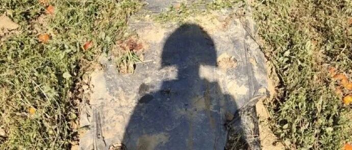 社死了又没完全死