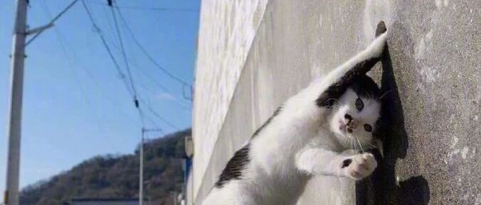 奶奶，球球你别夸我了