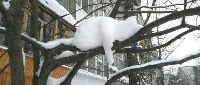 猫猫占领地球计划