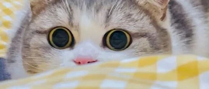 原来小猫也有龅牙