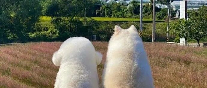 最近发现自己的刘海总是不齐，于是问下一下tony