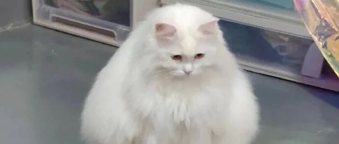 37度的手怎么能打出这么冰冷的文字