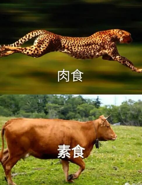 影视聚合站