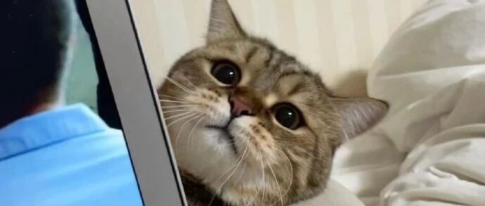 它怎么看起来很得意的样子