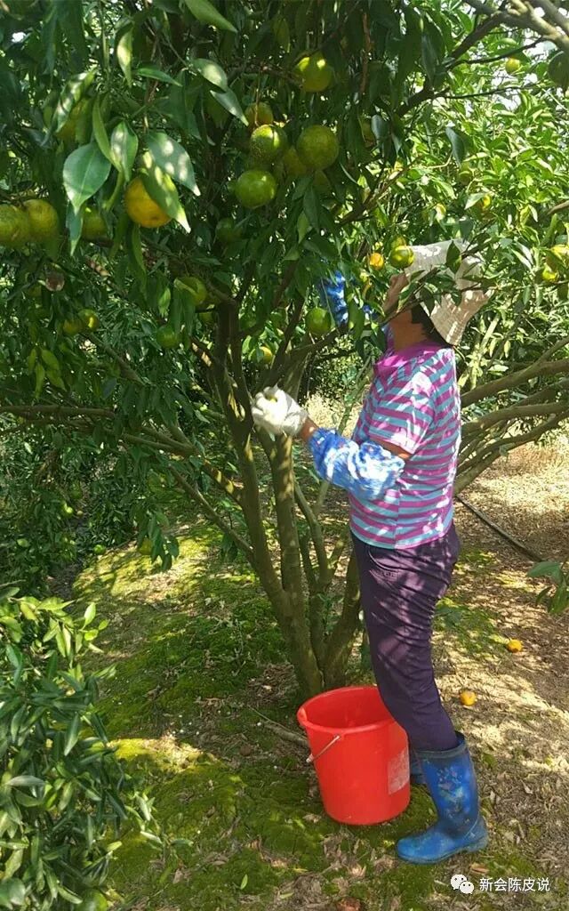 为清楚辨别真假新会陈皮，在六七家买了不同的陈皮，发现水太深！