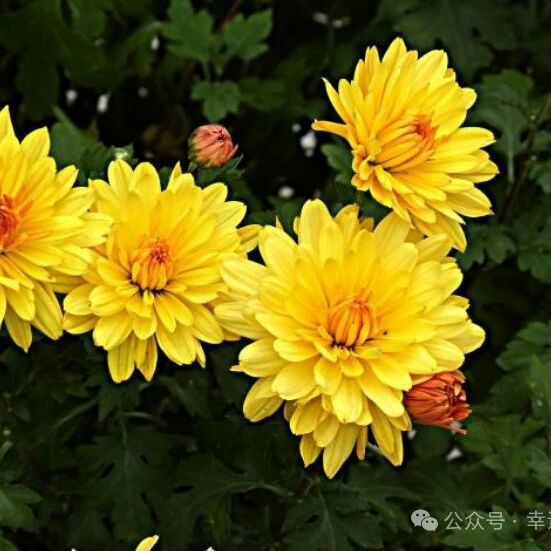 【青春语文·大伟专栏】千古巾帼英雄——秋 瑾《满江红·小住京华》教学设计