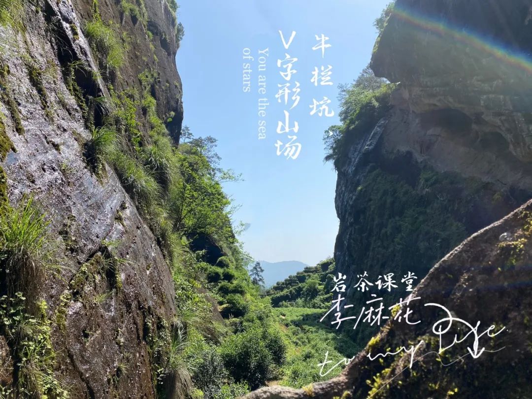 武夷山牛栏坑肉桂茶_牛栏坑肉桂_武夷山牛栏坑肉桂