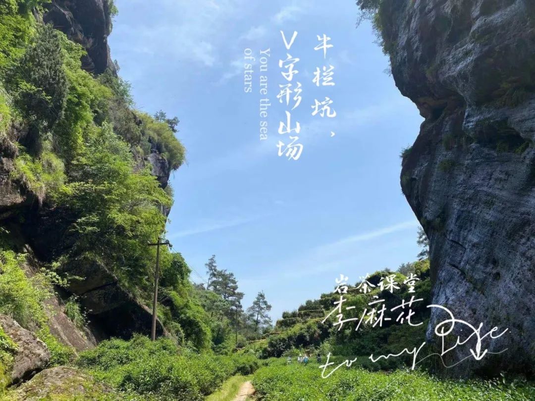 武夷山牛栏坑肉桂_武夷山牛栏坑肉桂茶_牛栏坑肉桂