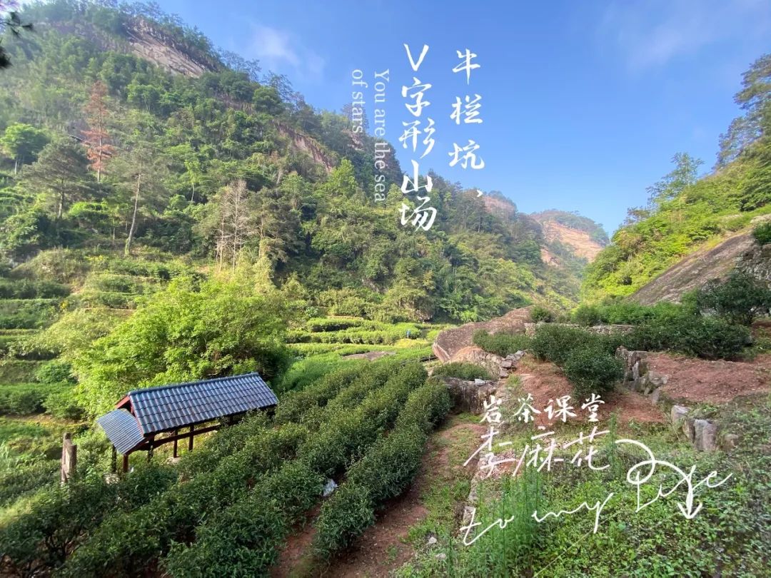 武夷山牛栏坑肉桂_武夷山牛栏坑肉桂茶_牛栏坑肉桂