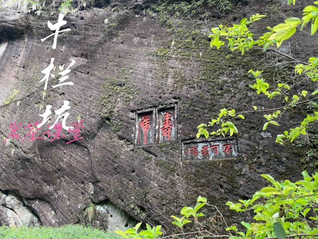 武夷山牛栏坑肉桂茶_牛栏坑肉桂_武夷山牛栏坑肉桂