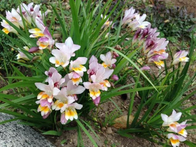 這些公園裏田野間常見的花叫什麼 史上最全的花名 趕緊收藏 報刊文摘 微文庫