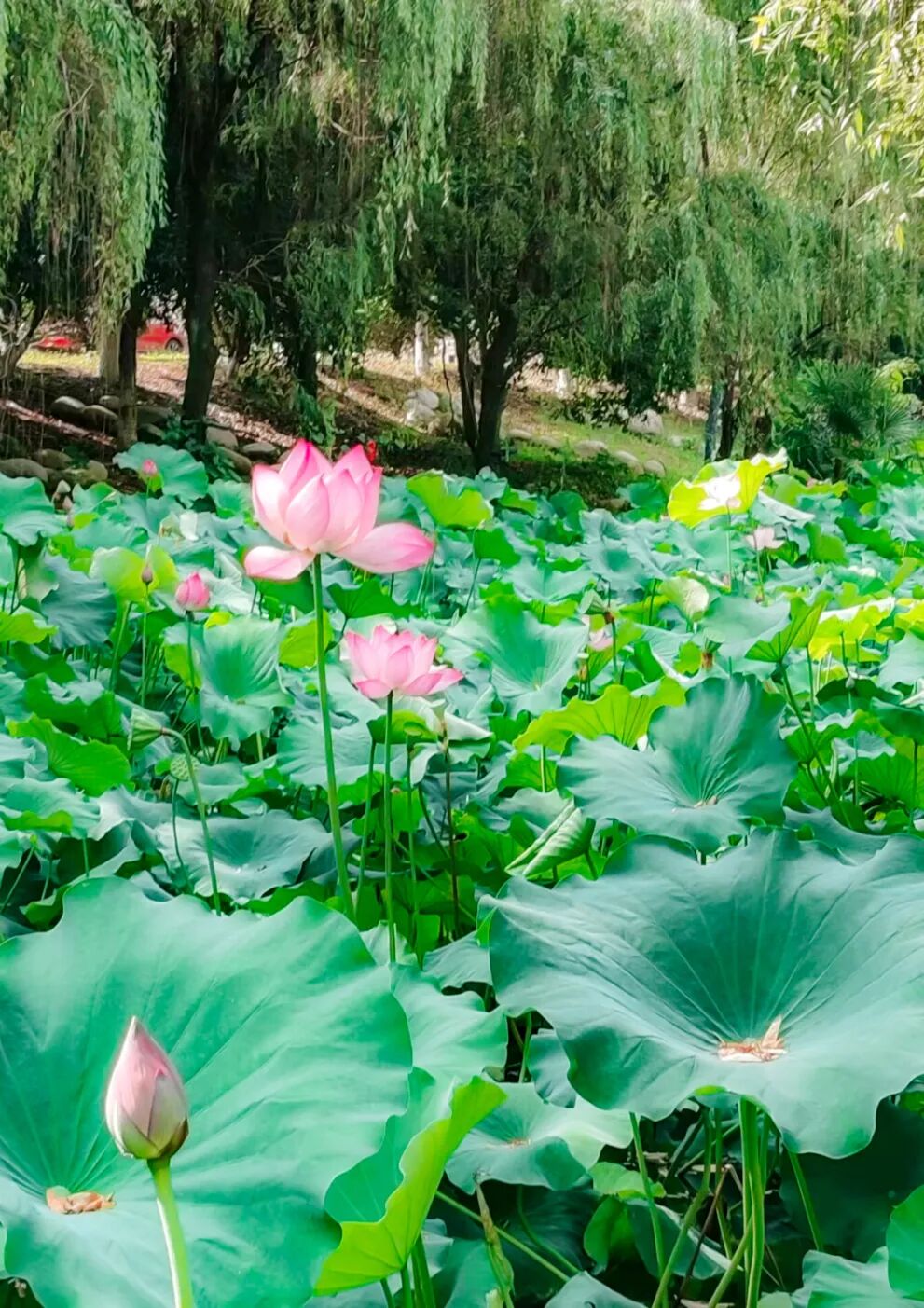 《荷塘绿意》城市摄影队大学生小分队  张丹 摄于湖科揽月湖.jpg