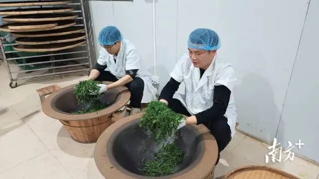 树叶子茶业有限公司工作人员正炒制茶青，右一为丘国梁。