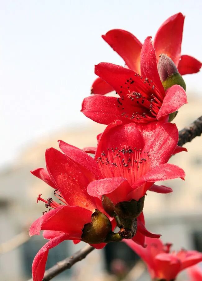 广州春季赏花攻略|木棉花开,哪里最美?点击揭秘!