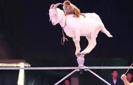 马戏团空降聊城月季公园萌宠猛兽杂技表演震撼来袭