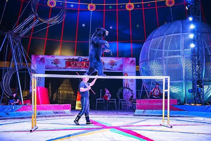 马戏团空降聊城月季公园萌宠猛兽杂技表演震撼来袭