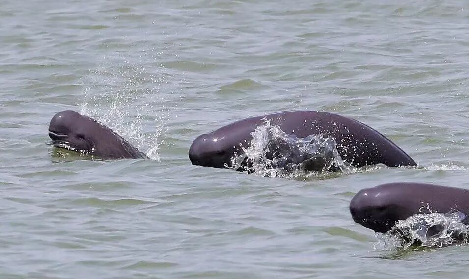 江南都市报读图南昌扬子洲江豚湾喜迎国际淡水豚日