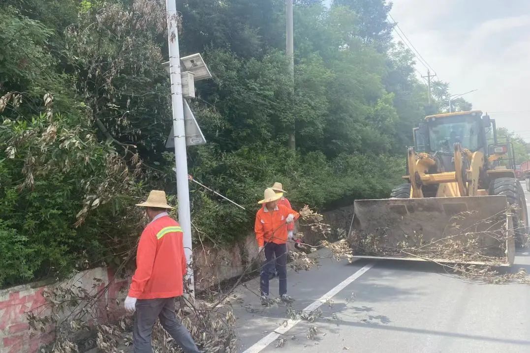 蔡甸区公路管理局积极修整行道树，“剪”少安全隐患