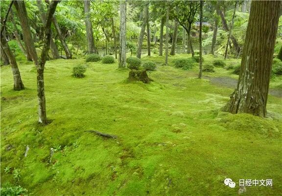 7月雨中的苔散步 日经中文网 二十次幂