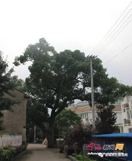 有史来林家第一次【中华林氏孝文化论坛征文】欢迎投稿_附范文 图6