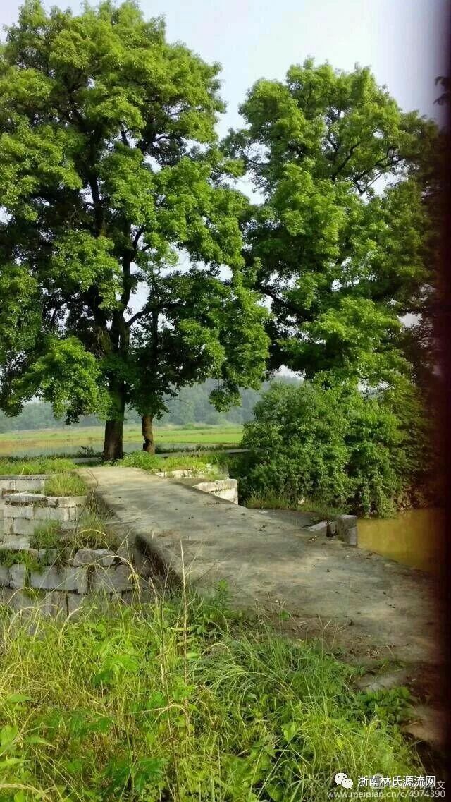 湖北林氏字辈大全和宗祠大全 图18