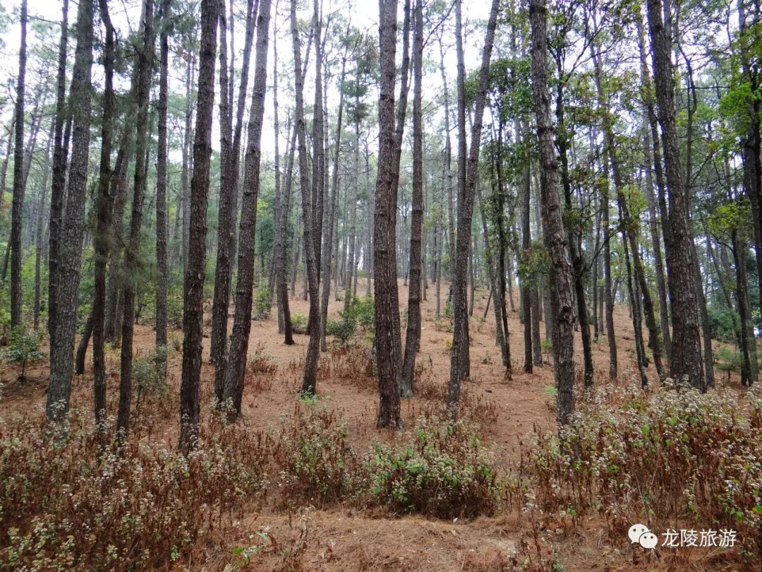 龙陵松山 青山埋忠骨英灵绕山川 滇西一隅 微信公众号文章阅读 Wemp