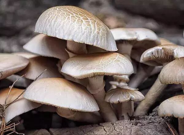 国家支持的农村创业项目_国家扶持农村办厂创业项目_国家扶持农村创业项目