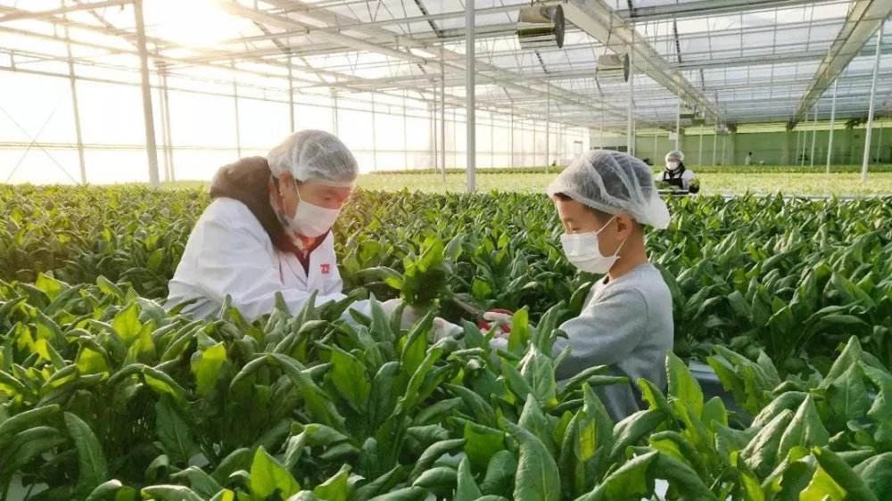 高科技农业即将引爆：世界强国都在搞，中国巨头纷纷布局