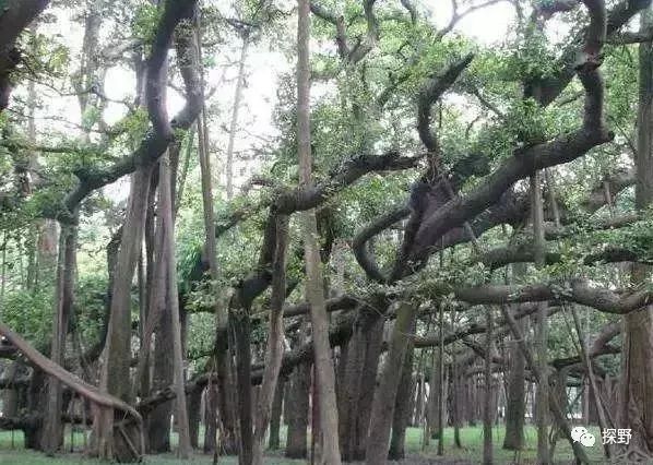 太絕了！中國最最神奇的地方，至今都是謎！ 旅遊 第20張