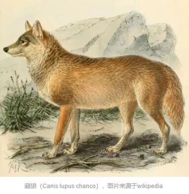 与高原上的动物共存系列 狼篇 资讯 维宠宠物导航网